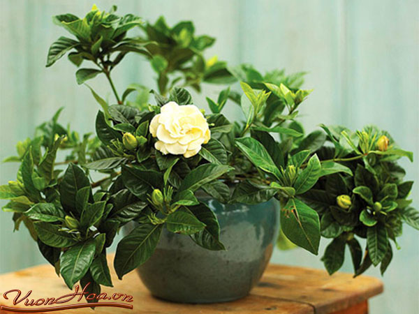 Các loài hoa đẹp trồng ban công chung cư 4