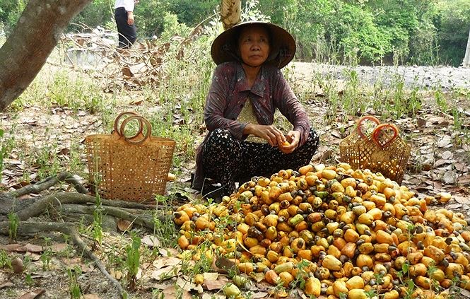 Các bước chế biến hạt điều sấy khô 1