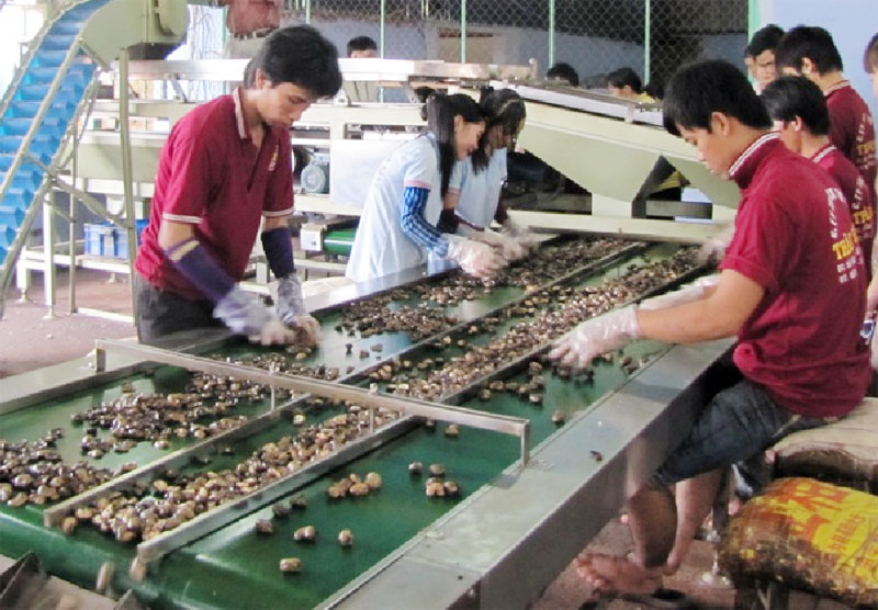 Các bước chế biến hạt điều sấy khô 3