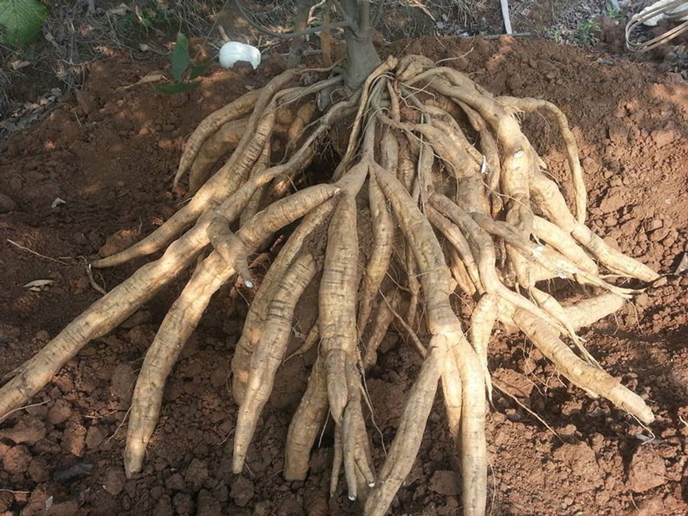 Cách làm bột sắn dây chỉ 30 phút 1