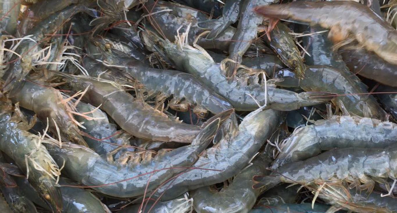 Cách làm tôm khô sấy đơn giản 1