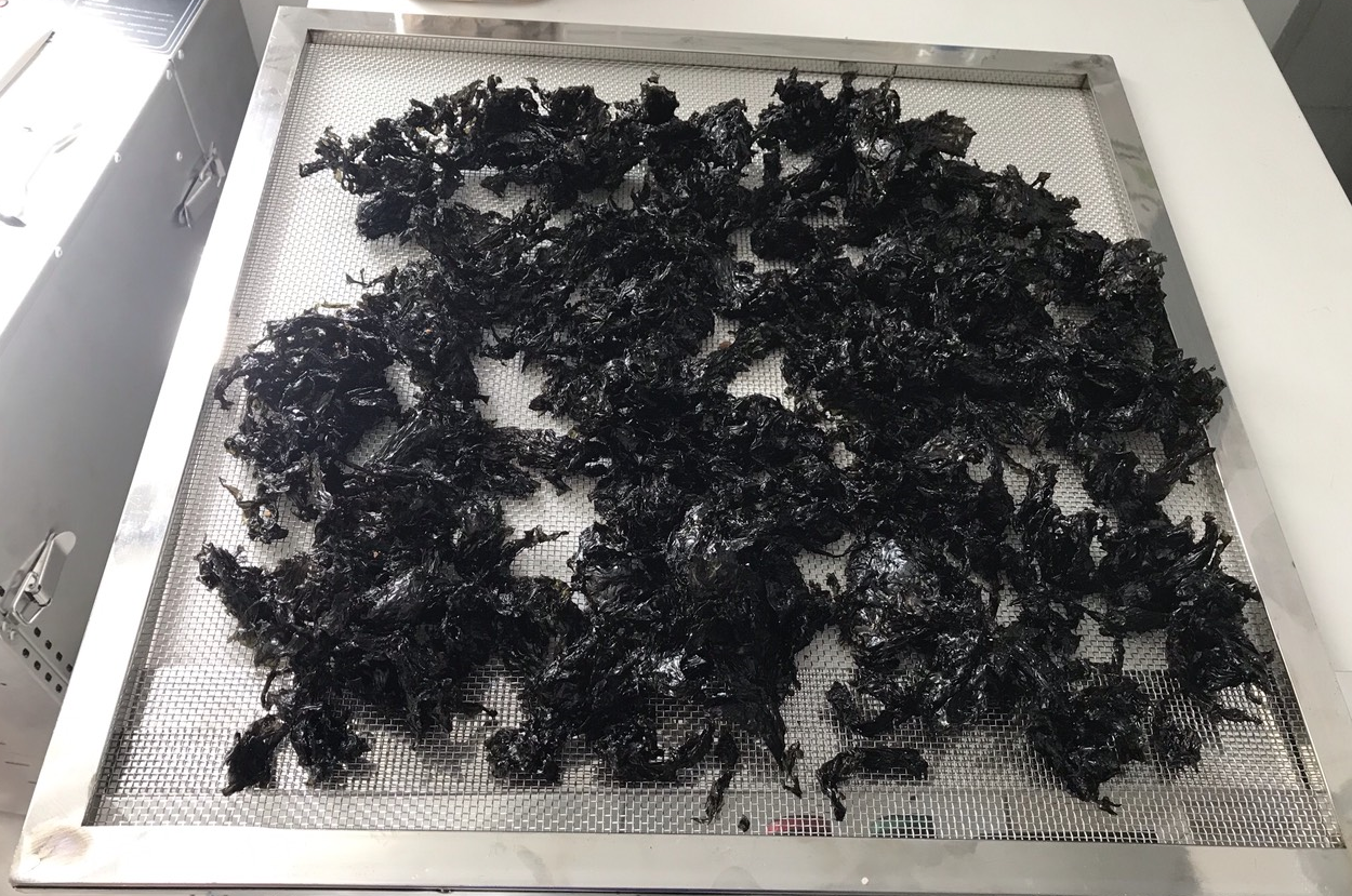 Cách thu hoạch và sấy khô rong biển 6