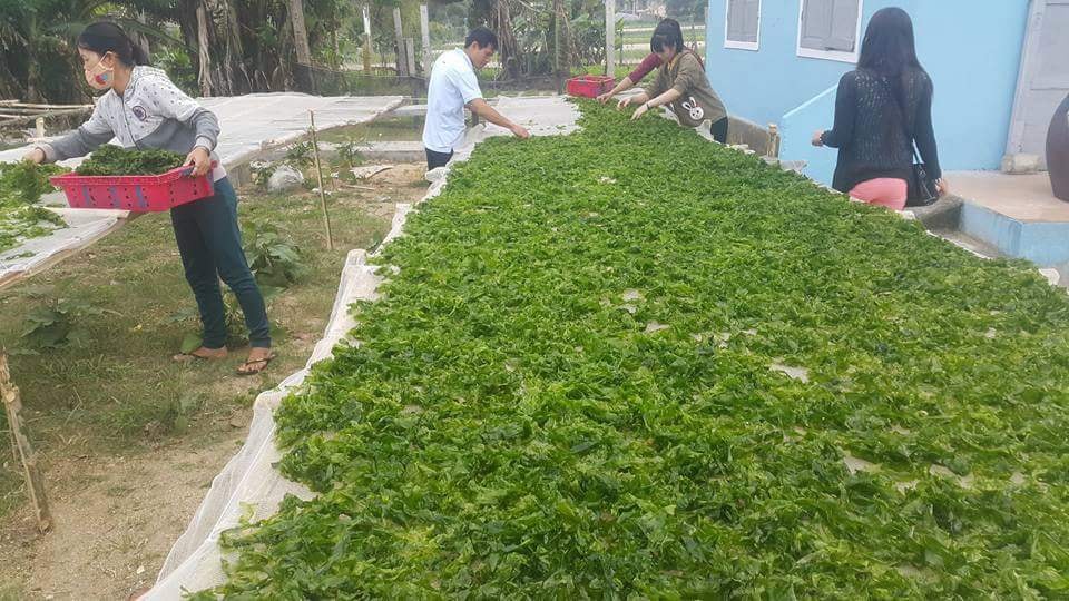 Cách thu hoạch và sấy khô rong biển 3
