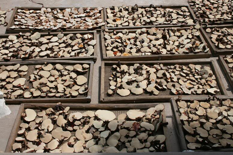 Hướng dẫn kỹ thuật sấy nấm  3