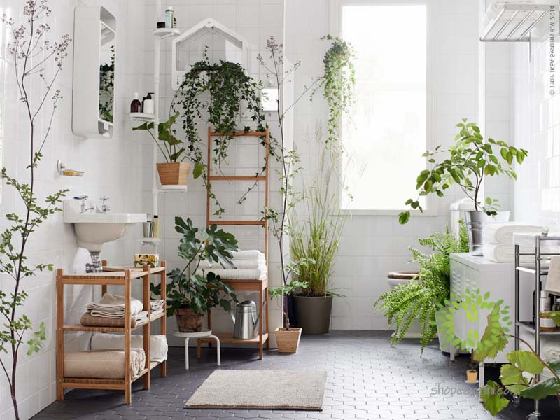 Hướng dẫn cách chăm sóc cây cảnh trong nhà 1