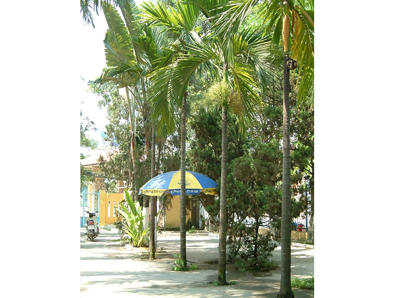 Cây cau ta