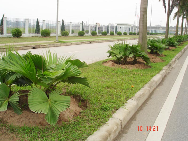 Cây cọ cảnh