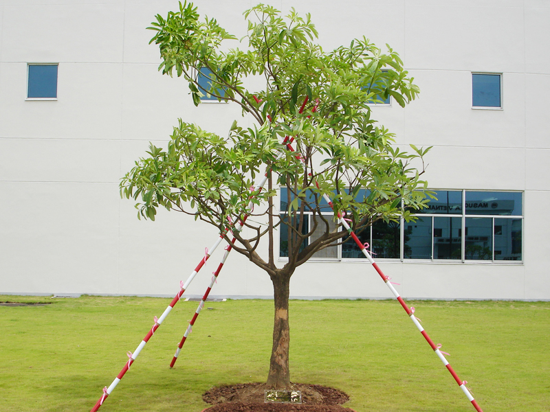 Cây hoa sữa