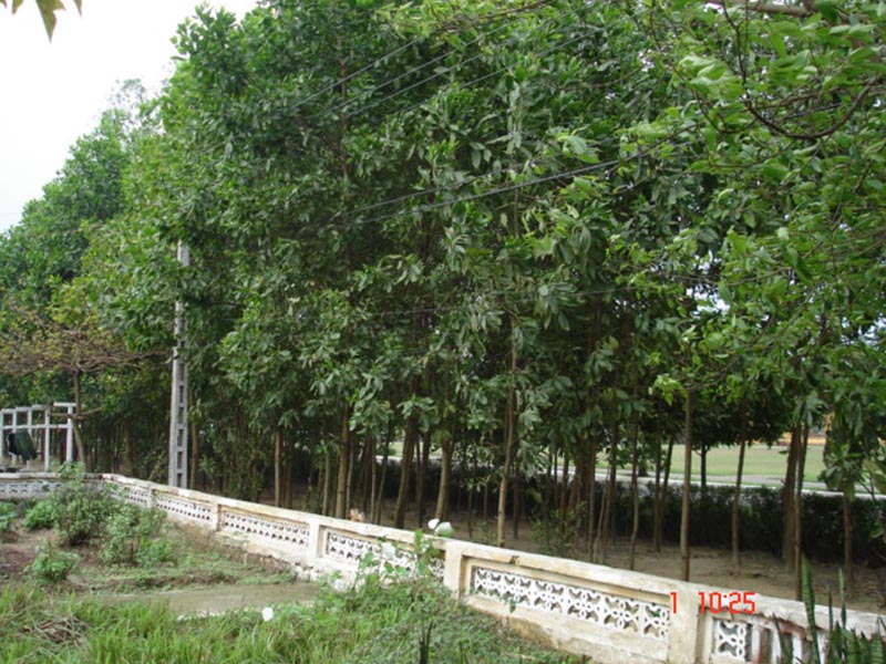 Cây keo tai tượng