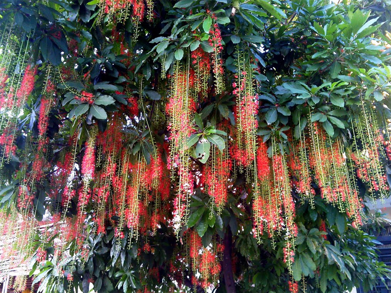 Hoa lộc vừng