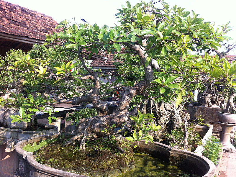 Hoa lộc vừng