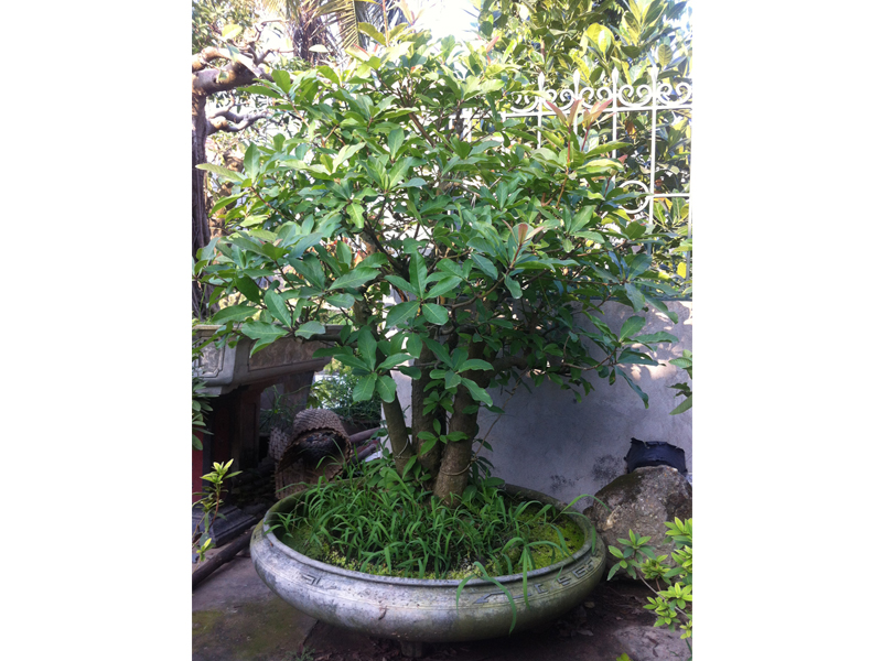 Cây lộc vừng chậu 5