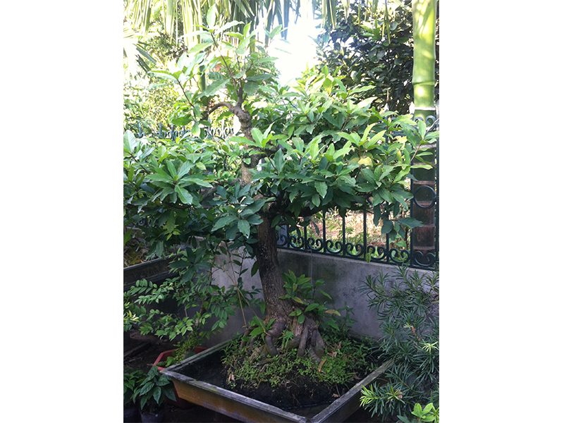 Cây lộc vừng chậu 6