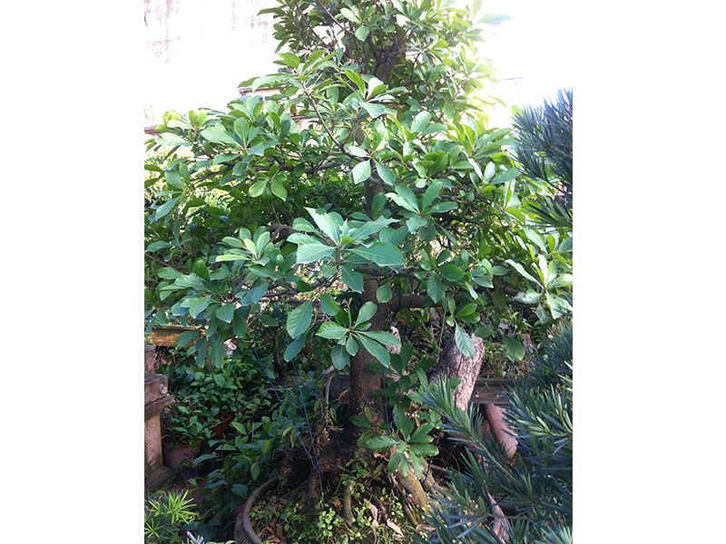 Cây lộc vừng chậu 8