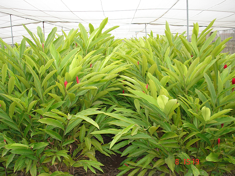 Cây riềng cảnh