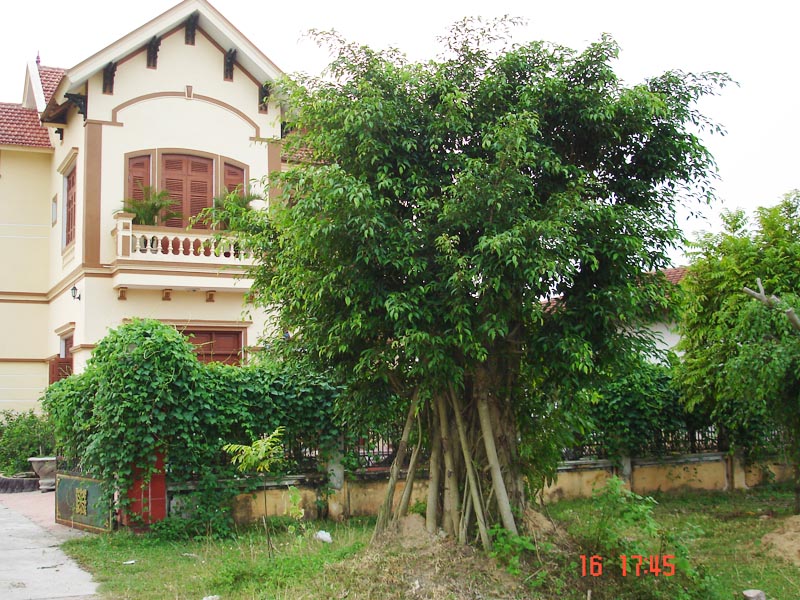 Cây sanh