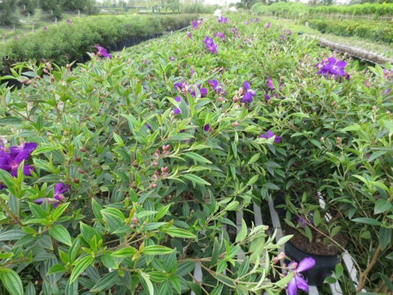 Đặc điểm cây sim cảnh
