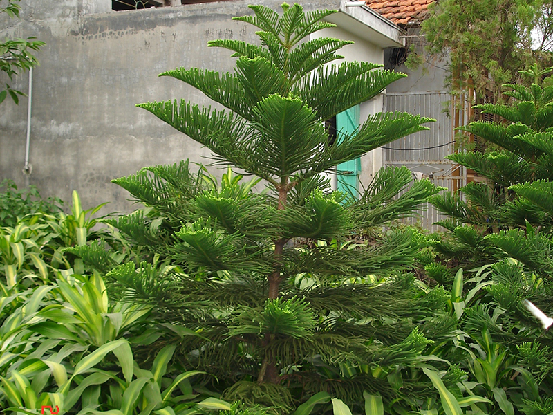 Tùng Bách Tán