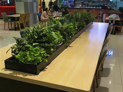 Cung cấp cây cảnh nội thất TTTM Aeon Mall Long Biên