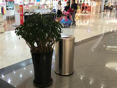 Cây cạnh cột