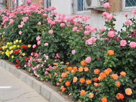 Kỹ thuật trồng hoa hồng tỉ muội đẹp