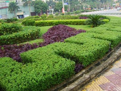 Cây bỏng nẻ