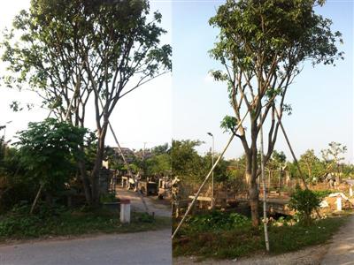 Cây lộc vừng thân lớn