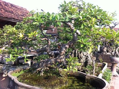 Cây lộc vừng chậu 3