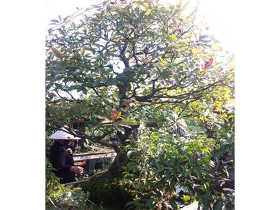 Cây lộc vừng chậu 4