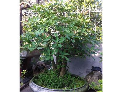Cây lộc vừng chậu 5