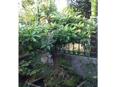 Cây lộc vừng chậu 6