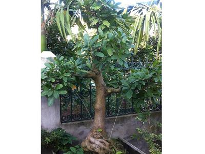Cây lộc vừng chậu 7