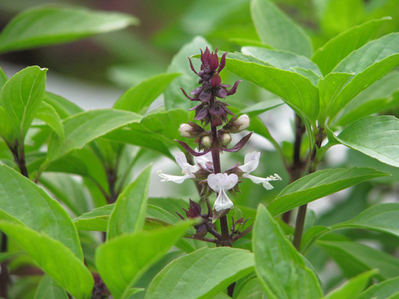  Một số bài thuốc dân gian từ húng quế