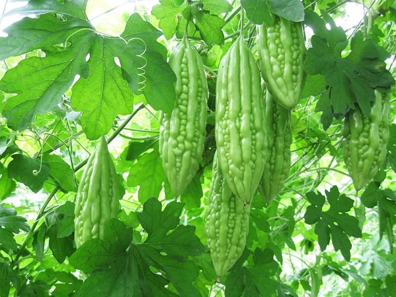 Mướp đắng (Khổ qua)