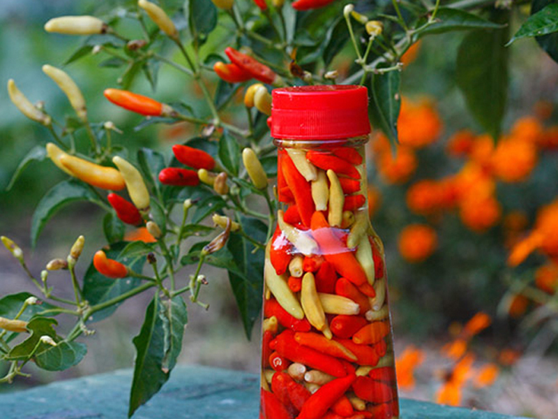  Hướng dẫn cách làm ớt ngâm dấm