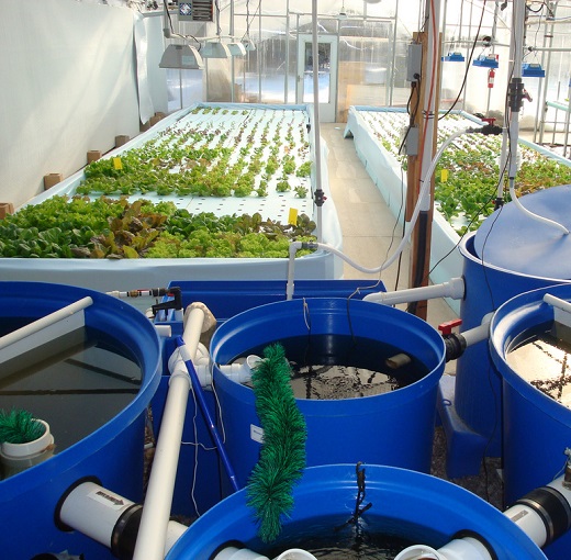 Ống nhựa PVC tạo hệ Aquaponic